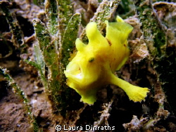 Yellow frogfish in the seagrass by Laura Dinraths 